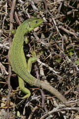 Lacerta trilineata polylepidota