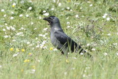 Corvus monedula soemmerringii
