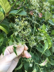 Clematis dioica