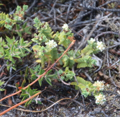 Pimelea urvilleana