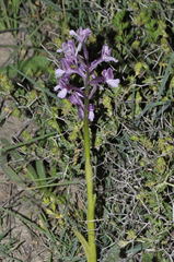 Anacamptis boryi