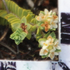 Pimelea urvilleana