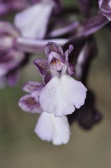 Anacamptis boryi