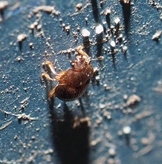 Paratenetus