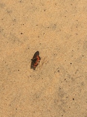 Acraea rogersi