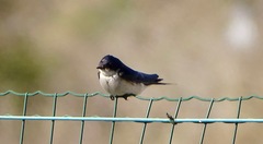 Hirundo dimidiata