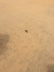 Acraea rogersi