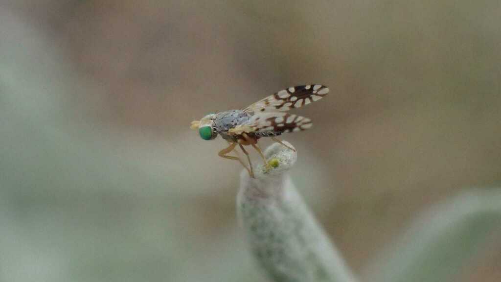 Actinoptera discoidea