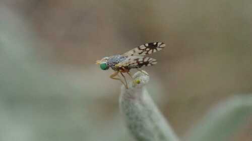 Actinoptera discoidea