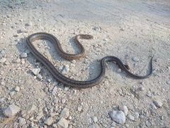 Pantherophis bairdi