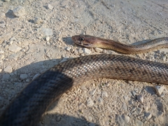 Pantherophis bairdi