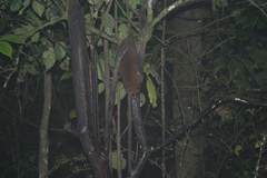 Cheirogaleus