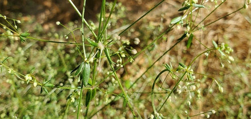 Image of Galium parisiense by no rights reserved