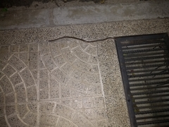 Tantilla melanocephala