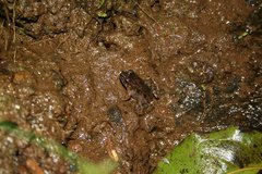 Mantidactylus betsileanus