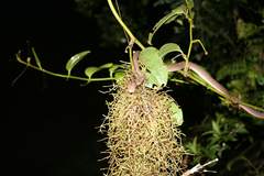 Compsophis laphystius