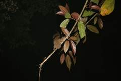 Calumma crypticum