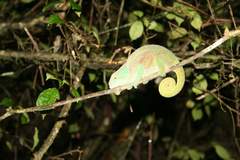 Calumma oshaughnessyi