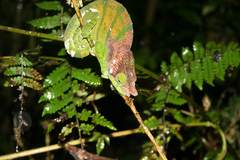 Calumma oshaughnessyi