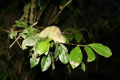 Calumma crypticum