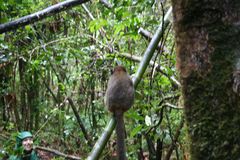 Prolemur simus