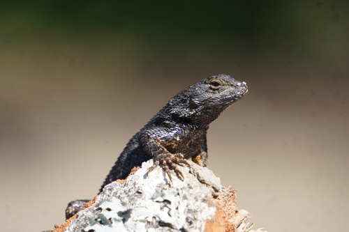 iNaturalist observation photo of Coast Range Fence Lizard