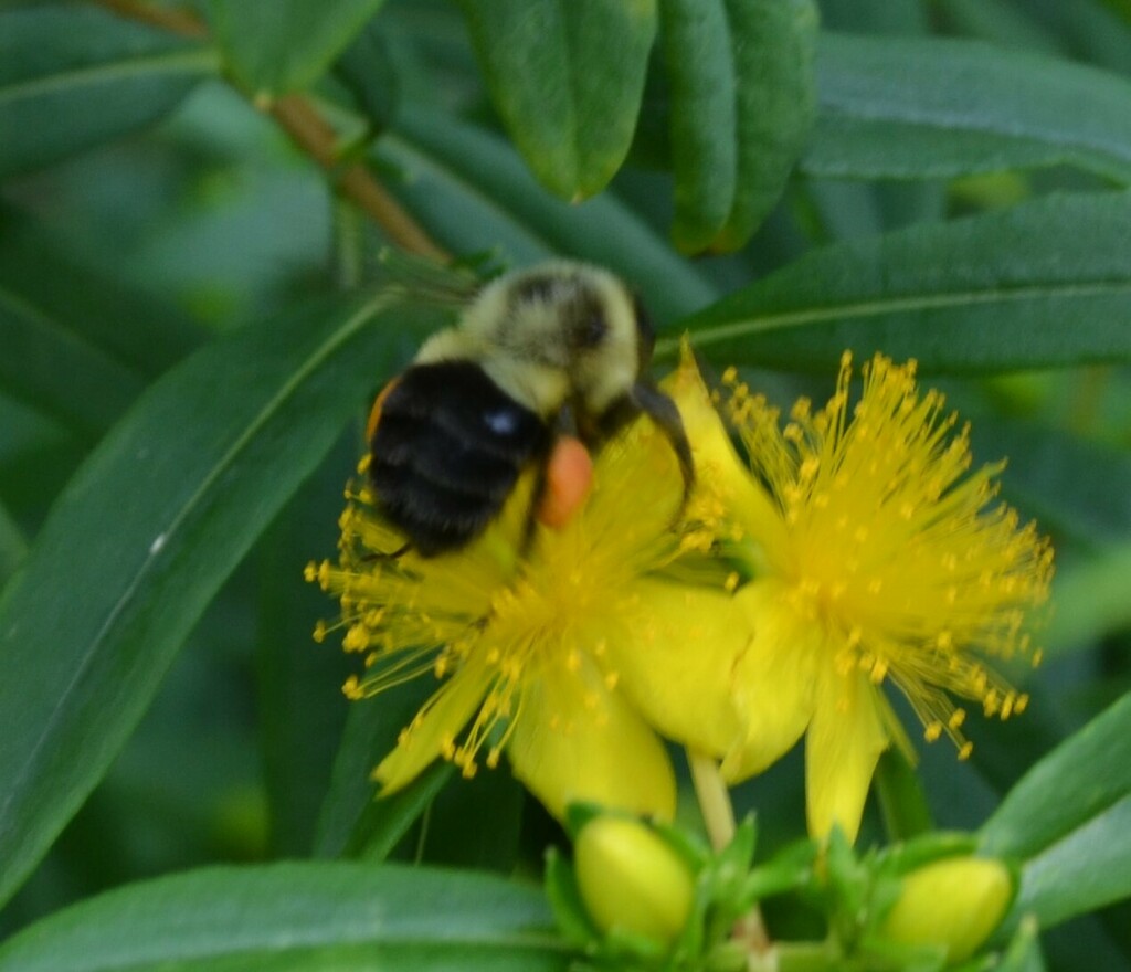 Common Eastern Bumble Bee from 7229 Clayton Rd, St. Louis, MO 63105