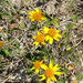 Bahiopsis parishii - Photo (c) Stan Shebs, algunos derechos reservados (CC BY-SA)