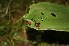 Trachelophorus giraffa