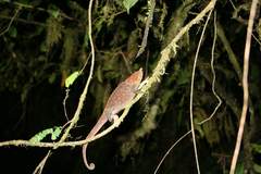 Calumma crypticum