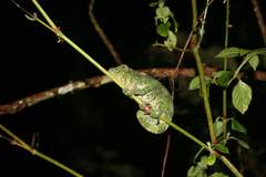 Calumma crypticum