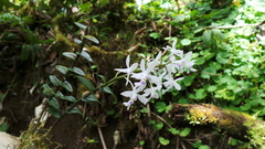 Epidendrum endresii
