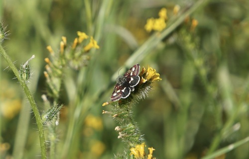 iNaturalist observation photo of Small Heliothodes Moth