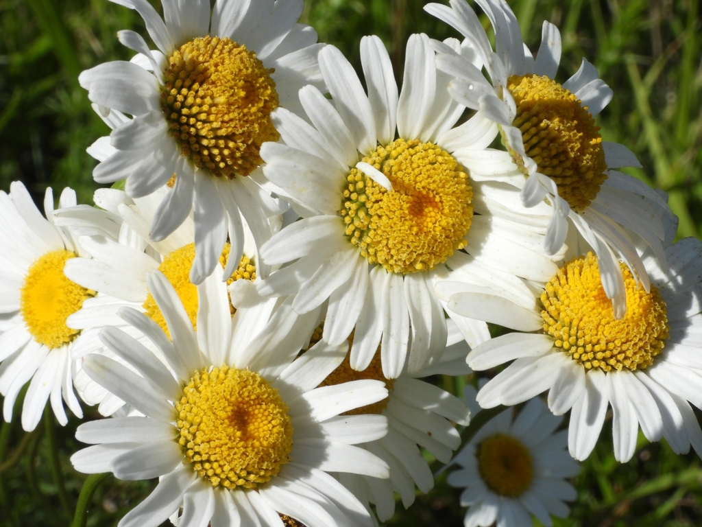 Leucanthemum gallaecicum