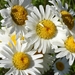 Leucanthemum gallaecicum - Photo (c) Iván, some rights reserved (CC BY-NC), uploaded by Iván