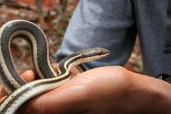 Dromicodryas bernieri