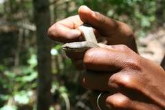 Liophidium torquatum