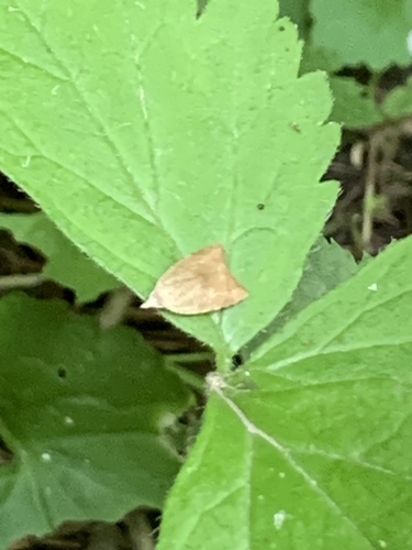 Batman Moth photo 6