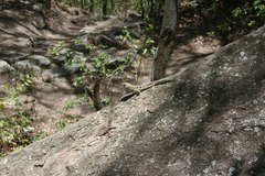 Oplurus quadrimaculatus