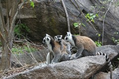 Lemur catta