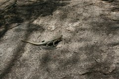 Oplurus quadrimaculatus