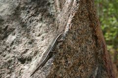 Trachylepis gravenhorstii
