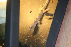 Hemidactylus mercatorius