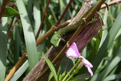 Phelsuma quadriocellata