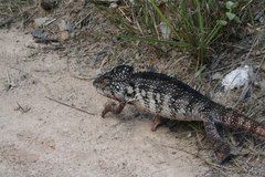 Furcifer oustaleti