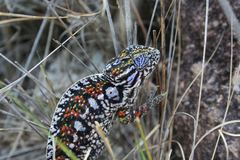 Furcifer lateralis