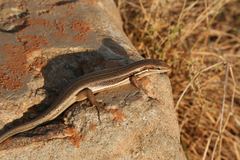 Trachylepis gravenhorstii