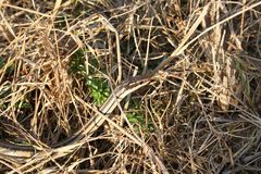 Dromicodryas bernieri