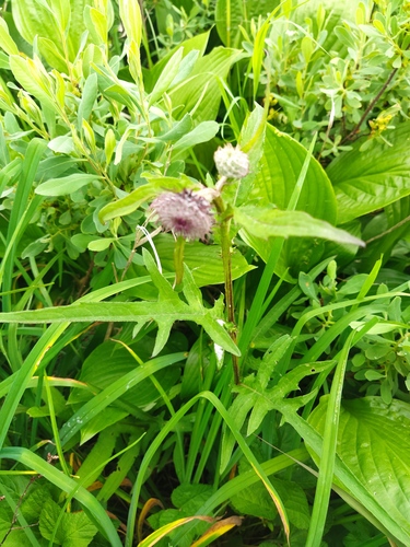 Cirsium boreale iNat (2)