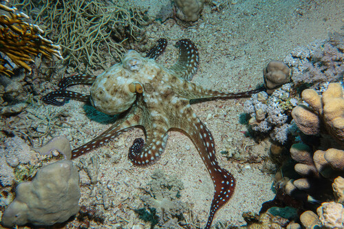 Day Octopus — seen at this dive site
